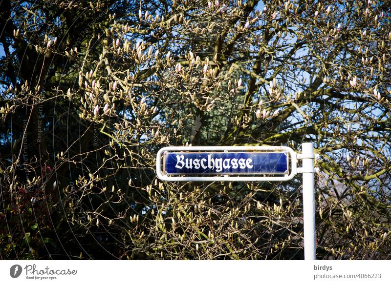 Buschgasse, street sign with old german writing, magnolia tree and bushes in the background Bush Lane street name old german script Tree plants Spring