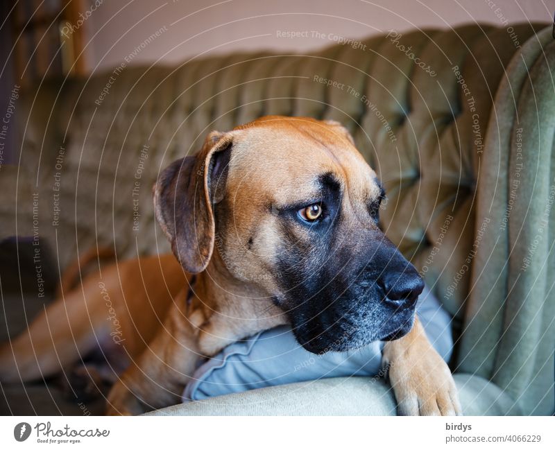 Couchsurfer, mixed breed dog with floppy ears lies on the sofa and looks out of the window Dog Sofa Animal portrait Lie Looking crossbreed dog couch Pet Observe