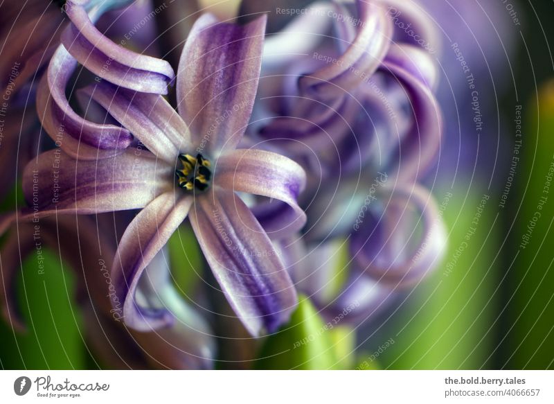 Hyacinth purple / violet Hyacinthus Blossom Flower Plant Spring Blossoming Close-up Colour photo Shallow depth of field Violet pretty Deserted Day Interior shot