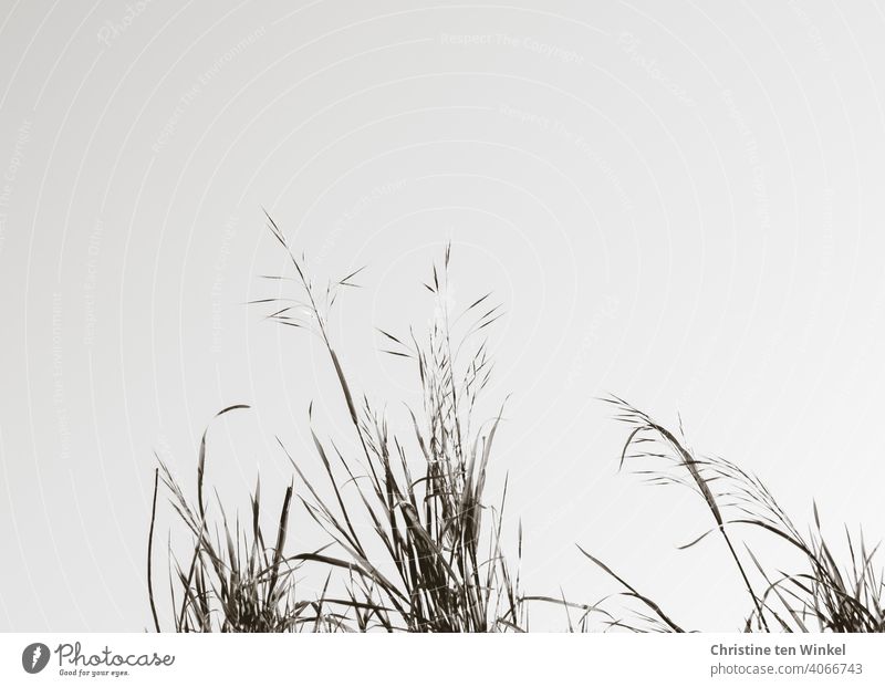 Delicate grasses against bright sky, black and white, monochrome Grass Wild plant Weed Nature Plant Exterior shot Close-up Environment Day Blossom Summer Spring