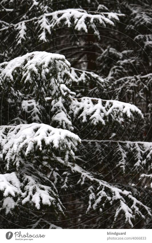 Winter is coming ... Fir tree Forest Snow branches needles Black White Coniferous trees Tree Nature Cold Exterior shot Deserted Environment Climate change