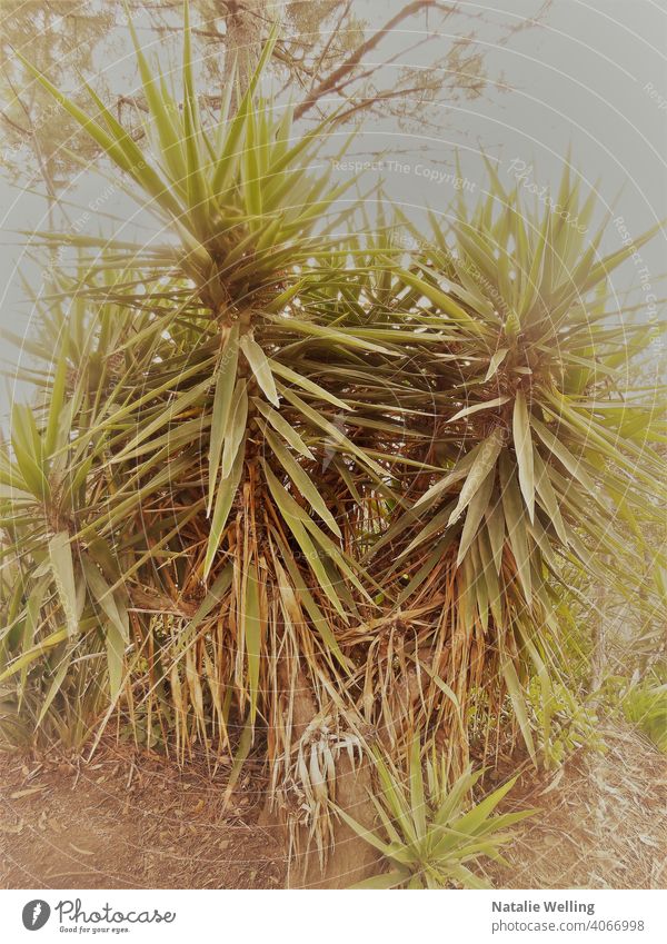 Retro style photograph of a yucca plant desert nature flora wilderness leaf straight leaves spike dry leaves environment roadtrip retro green exotic botanical