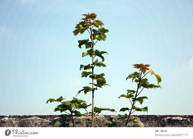 high up Wall (barrier) Sky Blue sky Plant Cloudless sky Beautiful weather Green Weed Summer Leaf Assertiveness Growth Old Wall plant Force Penetrating power