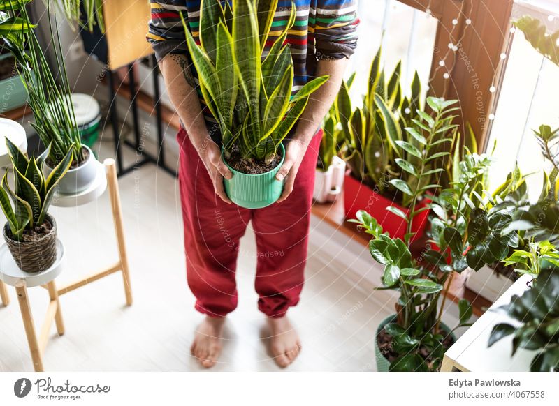 Man holding potted plant in hands at home eco floristry care healthy flora botanical growing fresh leaf growth organic nature gardener green natural flowerpot