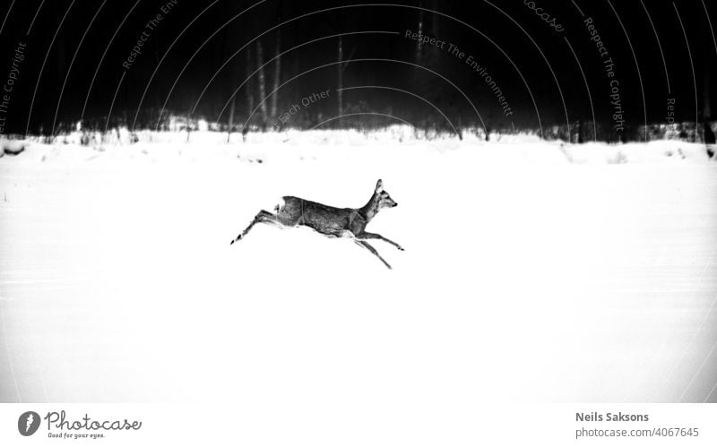 one of Santa`s deers flying over the field, lost his antler whitetail deer whitetail buck animals winter Latvia day environment fall forest front grassland