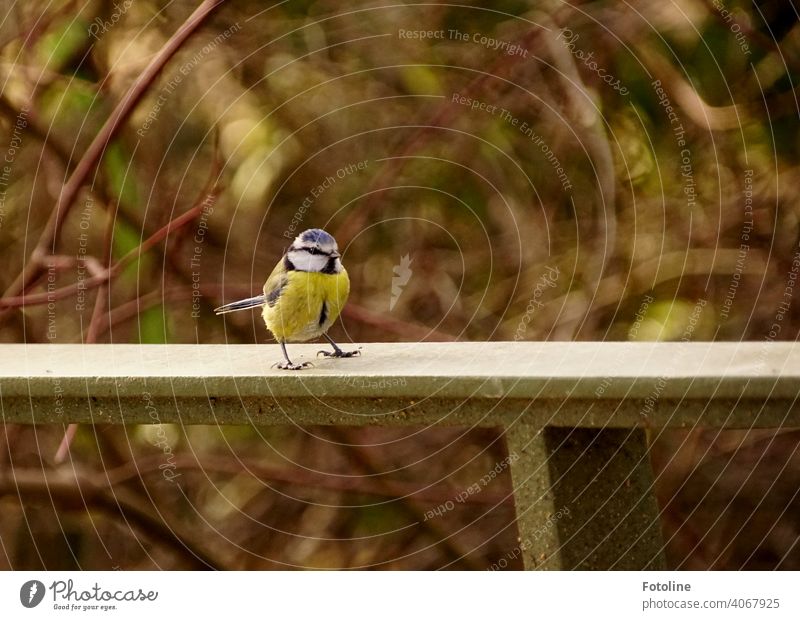 The little blue tit sits on a railing Nature Sky Bird Exterior shot Wild animal Colour photo Animal Deserted Freedom Environment birds naturally Air Many Day