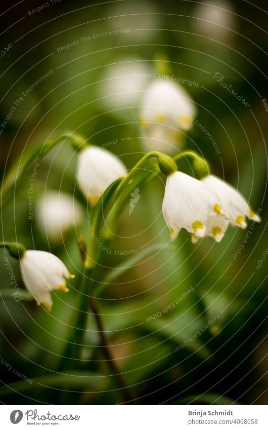 Beautiful marchflower in the forest as a closeup similar leucojum vernum rare bell white flowers protected lovely early snowbell surround blur bokeh leukojum