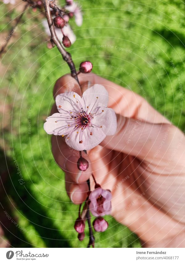 Cherry blossom blooming in spring, top view photo leaves Pink pink background Tree Nature Nature photo nature park nature lovers Spring Spring flower springtime