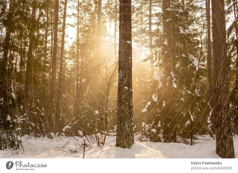Sun shines through snowcapped winter forest woodland sunshine nobody sunny sunbeam scenery snowscape sunlight frozen scenic branch december spruce frosty beauty