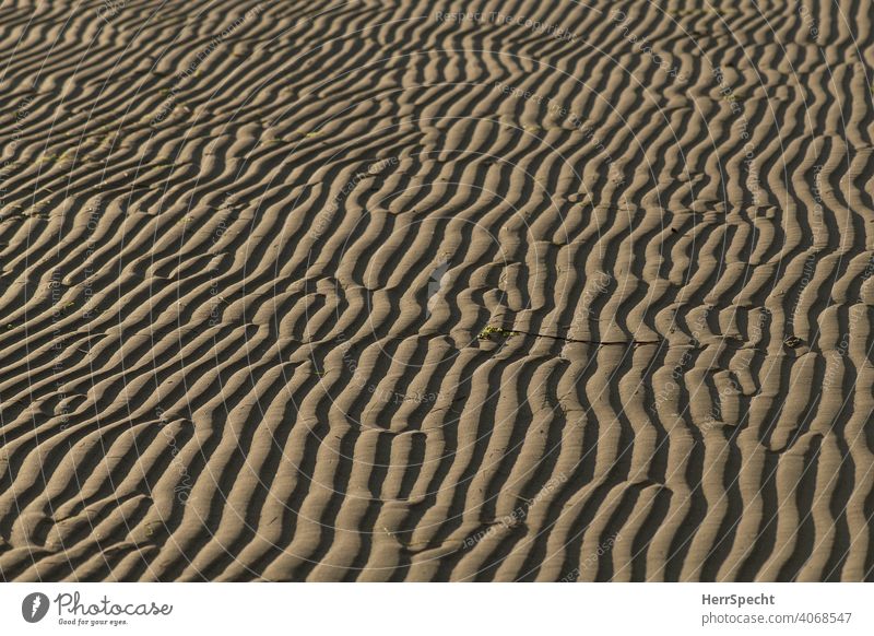 Wave pattern in the sand Beach Sand Tracks Vacation & Travel Exterior shot Sandy beach coast watt Low tide Background picture Pattern Structures and shapes