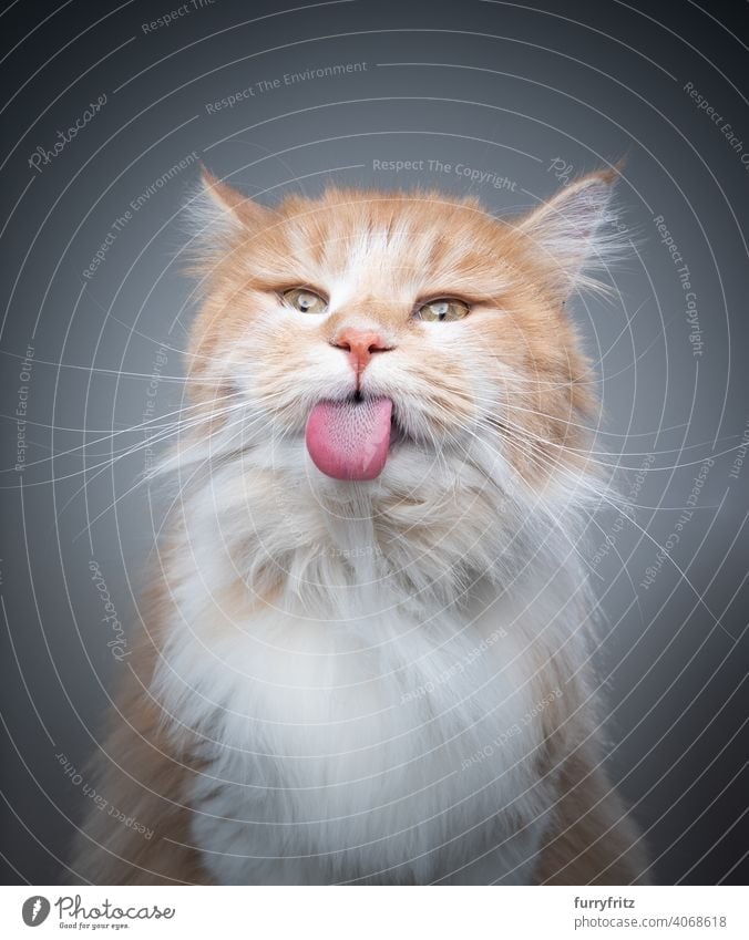 fluffy longhair cat sticking out tongue grooming fur making funny face studio shot gray pets feline purebred cat maine coon cat white ginger cat naughty licking