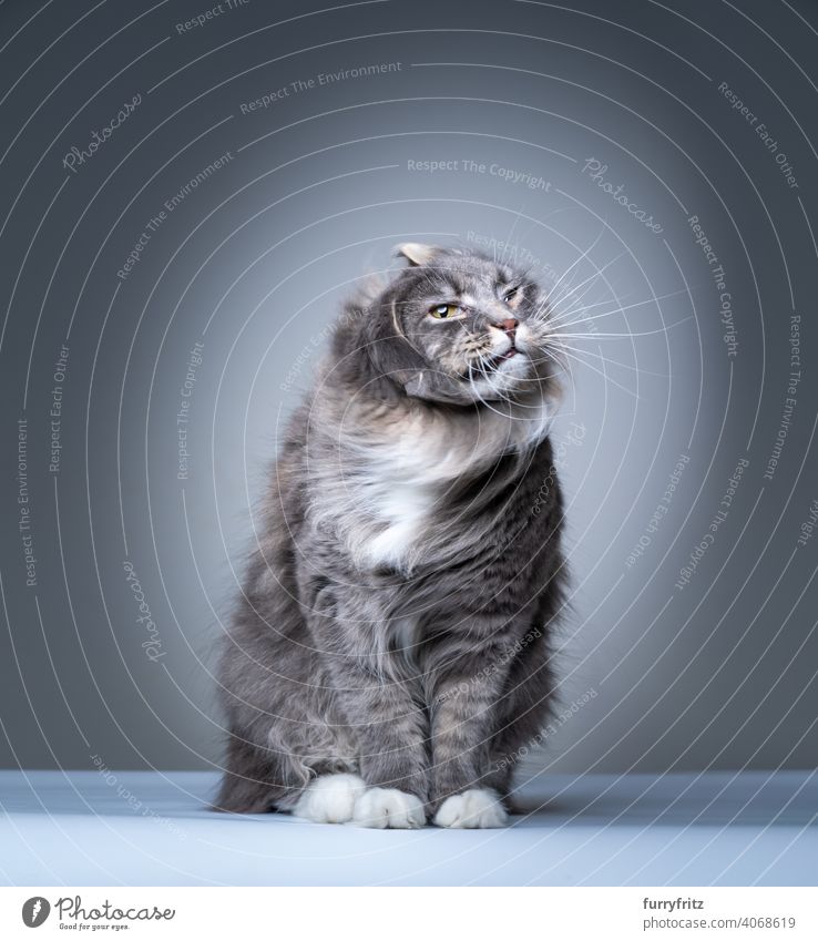 blue tabby white maine coon cat shaking head making funny face studio shot gray pets fluffy fur feline purebred cat longhair cat looking whisker motion sitting