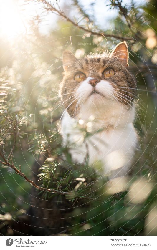 cat sitting amidst green rosemary bush outdoors looking up in the sky nature sunny sunlight plants observing hiding exploration british shorthair cat tabby
