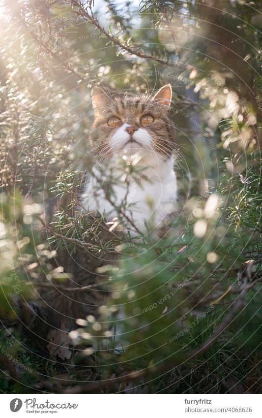 cat sitting amidst green rosemary bush outdoors in sunny nature looking up sunlight plants observing hiding exploration british shorthair cat tabby white feline