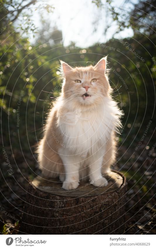 longhair cat sitting on stree stump outdoors in sunny nature sunlight plants garden front or backyard green looking at camera open mouth meowing white beige
