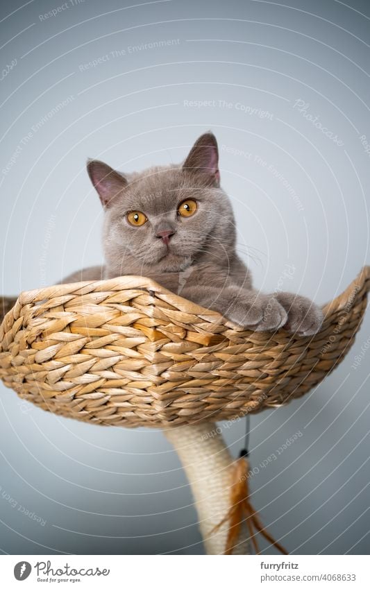 lilac british shorthair kitten resting on pet bed of scratching post with copy space cat pets purebred cat british shorthair cat fluffy fur feline 6 month old