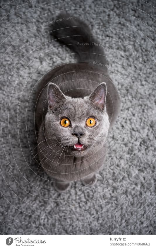 blue british shorthair kitten standing on fluffy carpet looking up meowing cat pets purebred cat british shorthair cat fur feline 6 month old young cat gray