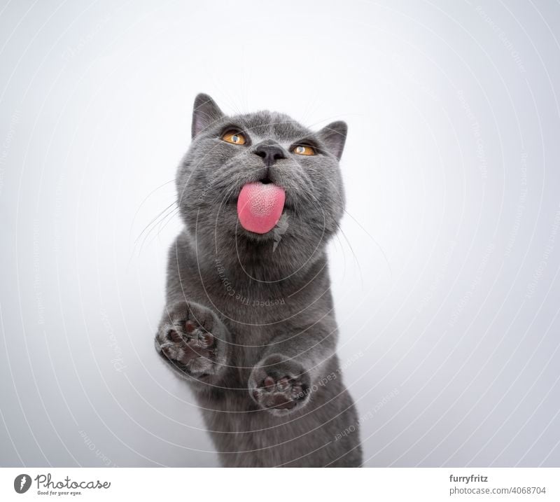 british shorthair kitten licking window glass with copy space cat pets purebred cat british shorthair cat fluffy fur feline 6 month old young cat blue gray