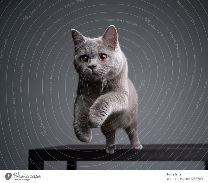 british shorthair kitten jumping off table on gray background with copy space cat pets purebred cat british shorthair cat fluffy fur feline 6 month old