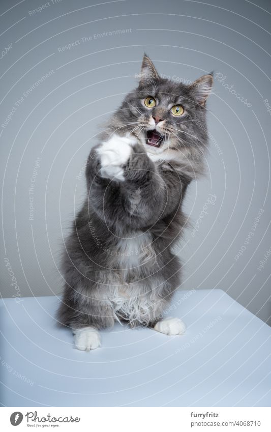 maine coon cat folding hands begging with mouth open making funny face studio shot gray pets fluffy fur feline purebred cat longhair cat white blue tabby