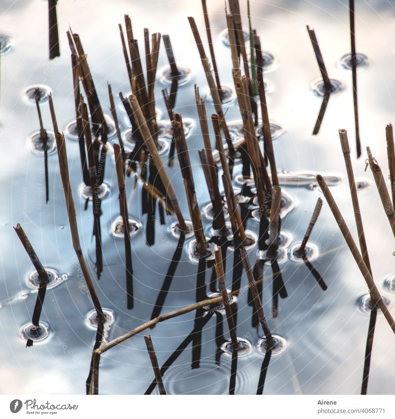 valid water Lakeside Pond Common Reed Surface of water Calm reed bank White Light blue Aquatic plant stubbles truncated peak pointy Pointed Dangerous Brown