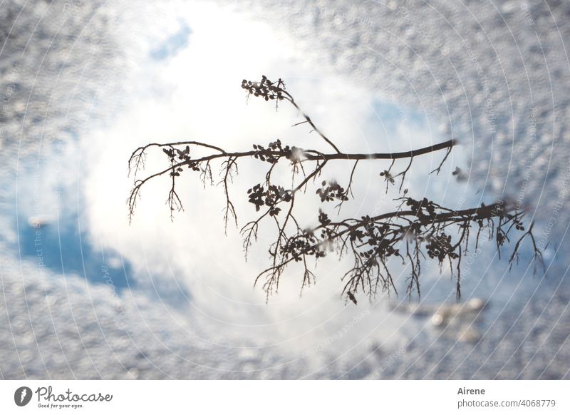 Illusion | Mirror image in winter Reflection Puddle Sky Blue Beautiful weather Sunlight Elements Street Weather Twigs and branches Bright spot naturally