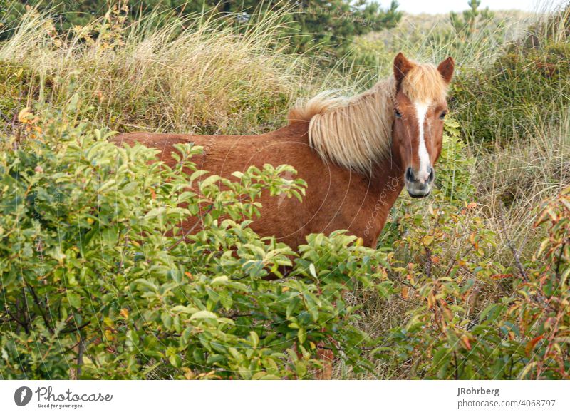 Horse in bushes Ocean Bushes Grass Scandinavian North Bangs