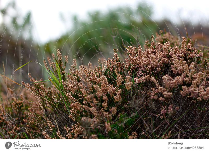 Shrubs by the sea shrub Ocean Lichen Grass mosses Wind