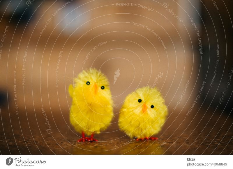 Two yellow cute chicks. Easter decoration. Chick Yellow Animal Cute