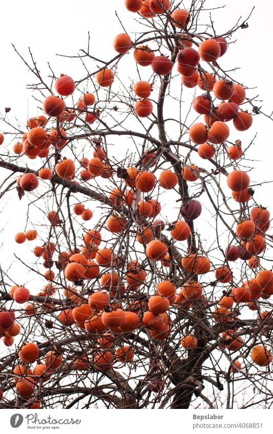 Persimmons on the tree autumn plant branch caki calorie colorful culinary diet food fresh fruit health healthy juice natural nature nutrition orange organic raw