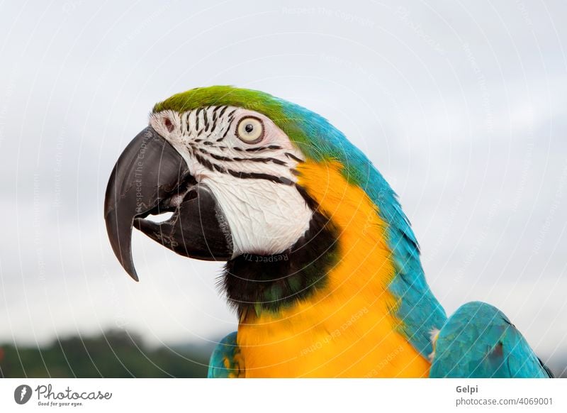 Blue and yellow parrot macaw bird pet beak blue animal colorful wildlife beautiful isolated tropical nature cute one green feathers natural white background