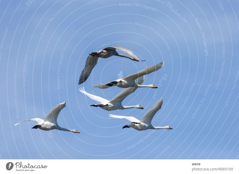 Whooper swans fly in blue sky Flock of birds Formation animal bird migration common swan copy space feathers fly  blue sky formation flight free magnificent