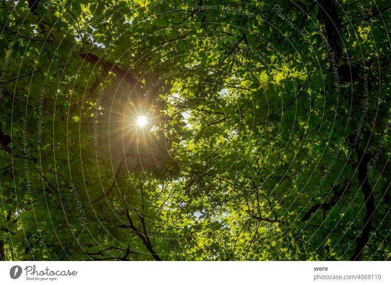 Sunrays fall through a roof made of green chestnut leaves branches copy space forest hot nature nobody protected radiant scenery shady summer sun sunlight sunny