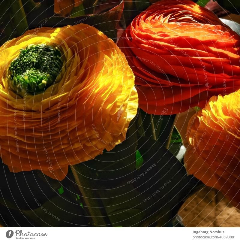 Ranunculus in sunlight Flower spring Floral Copy Space Bouquet Colour pretty decor Sunlight Light and shadow Yellow Orange-red Close-up closeup