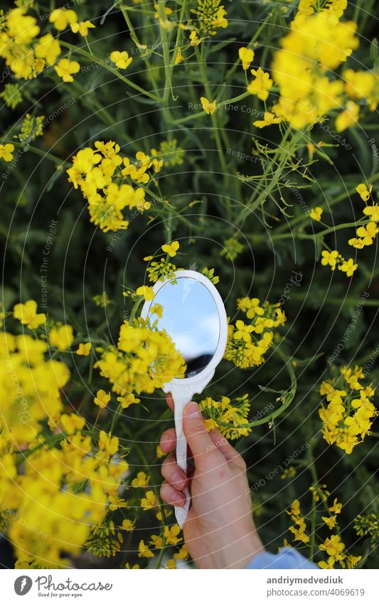 A female hand with a miniature retro mirror in field of yellow wildflowers is reflected. Creative summer bright concept. season nature happiness grass plant