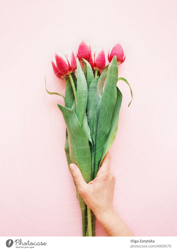 Woman's hand holding a bouquet of pink tulips. woman armful flower background floral birthday leaf spring green vibrant holiday female minimal blooming blossom