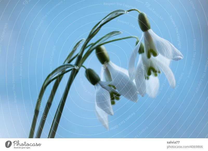 first messengers of spring, snowdrops against blue background Snowdrop Spring Flower Blossom White Green Blossoming Plant Nature Macro (Extreme close-up)