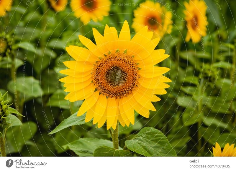 Pretty yellow sunflowers summer nature blossom floral field green agriculture beautiful background beauty plant blooming closeup bright pollen garden sunny leaf