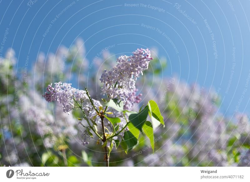 Lilac with flower in spring lilac Spring Blossom Summer sunshine Mother's Day pretty wonderful awakening Fragrance fragrances Garden Meadow Sky Violet Pink bees
