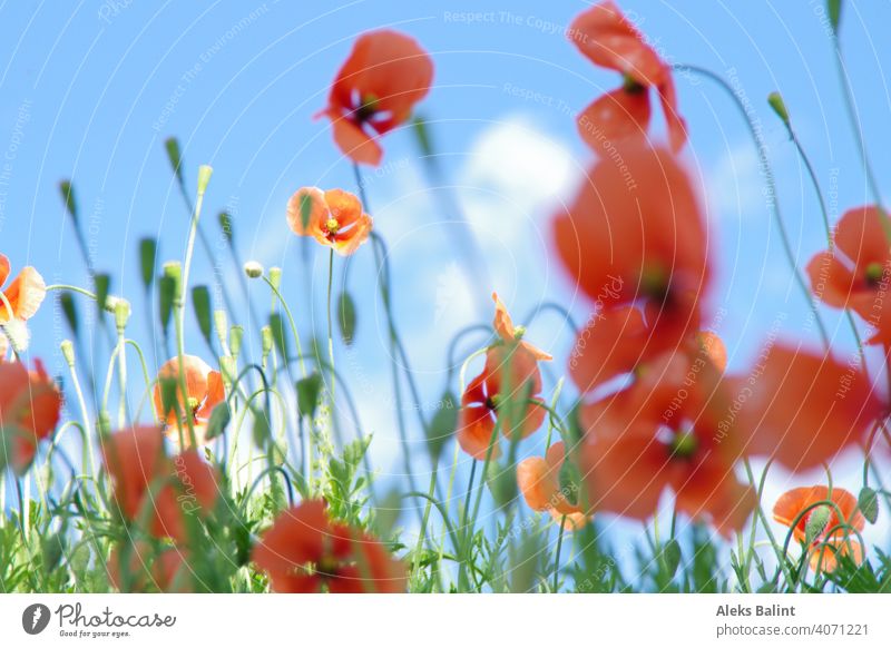 Poppies against blue sky poppies Poppy Field Nature Flower Red Blossom Exterior shot Meadow Deserted Landscape Spring Sunlight Wild plant pretty