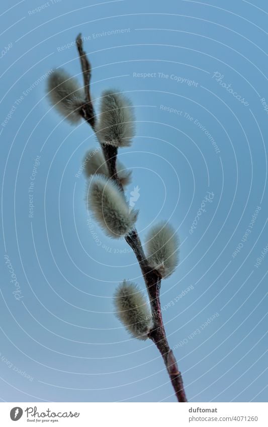 Palm catkin against blue background Catkin Spring Nature Plant Willow tree Soft Twig Branch Blossoming Detail Close-up Puschel Easter Spring fever Bud Bushes