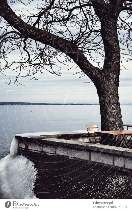 Sitting on the shore of Lake Constance with ice cream Tree Lakeside Ice Chair Table Seating Cold Winter Winter mood Frozen Empty Loneliness
