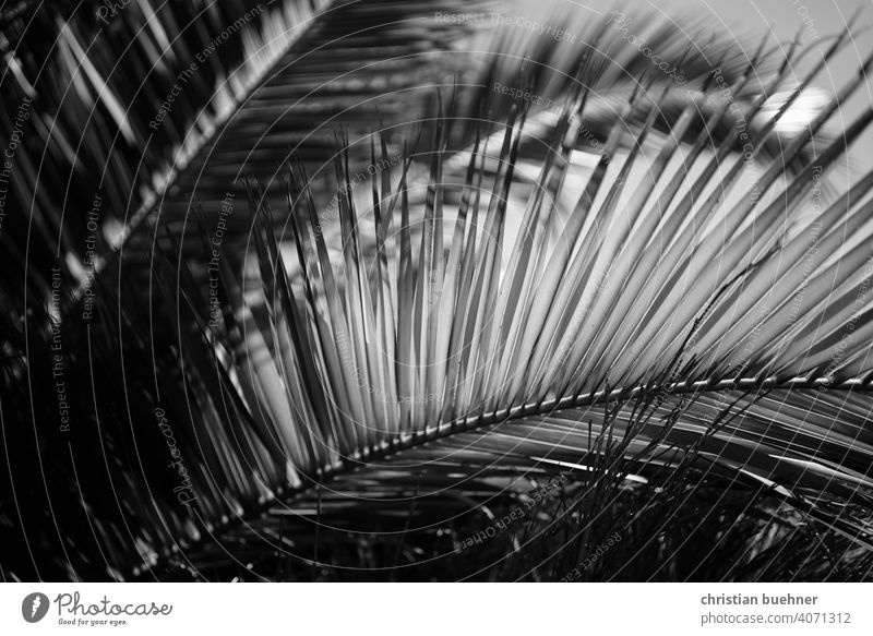 Palm leaf in black white Palm tree black and white Artistic shape Shadow Light bokeh mediutative structure background wallpapers