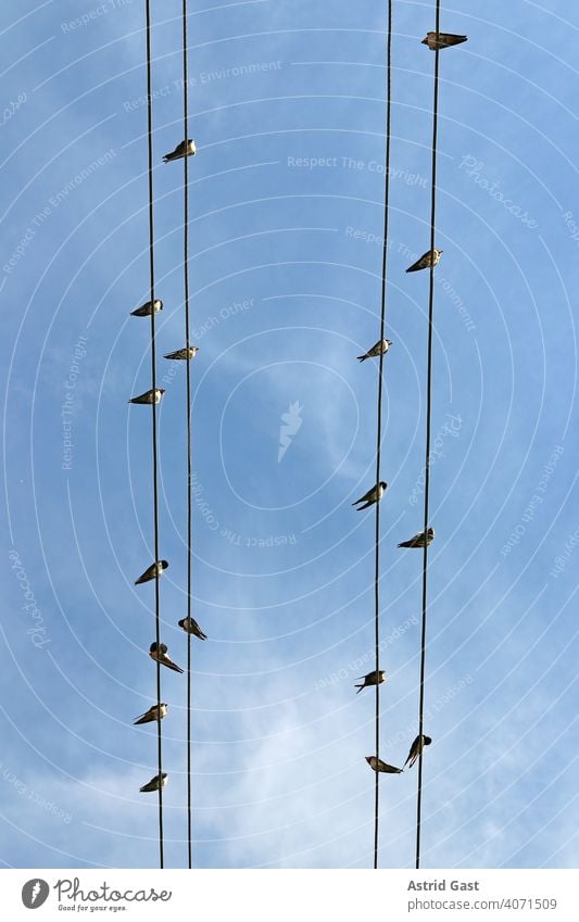 A flock of swallows sitting on power lines Swallow birds Transmission lines Sit Passerine bird Hirundinidae Songbirds Air Sky power cable stream Cable