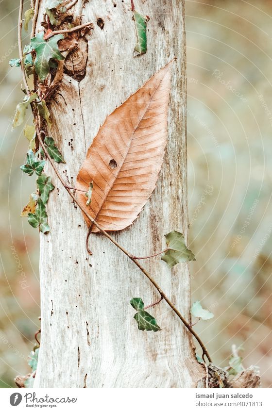 brown tree leaf in autumn season leaves brown leaves tree leaves nature natural foliage abstract textured outdoors background beauty fragility freshness minimal