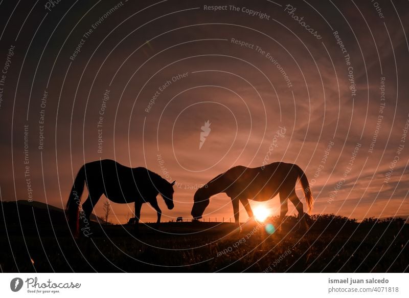 horses grazing in the meadow with the sunset silhouette sunlight animal animal themes wild nature cute beauty elegant wild life wildlife rural rural scene field
