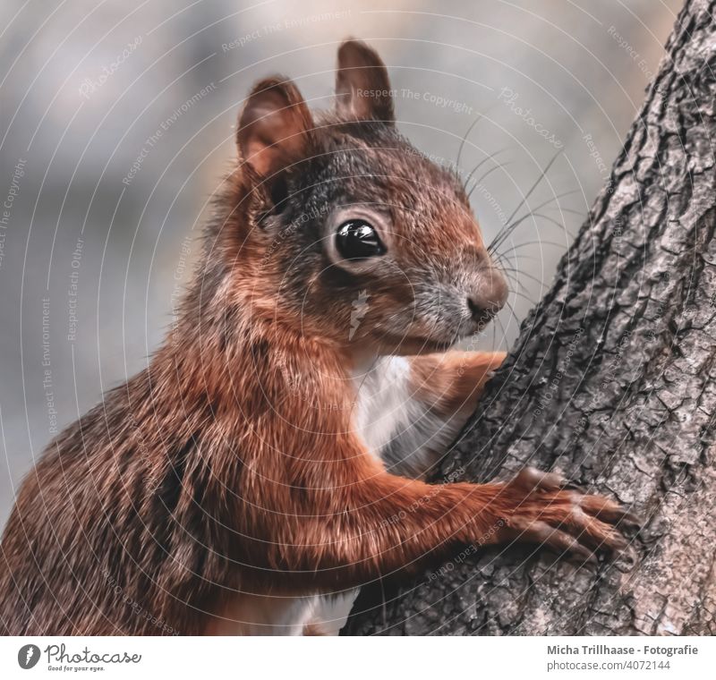 Young squirrel portrait Squirrel sciurus vulgaris Animal portrait Animal face Head eyes Ear Nose Muzzle paws Wild animal Tree Tree trunk Nature Climbing Cute