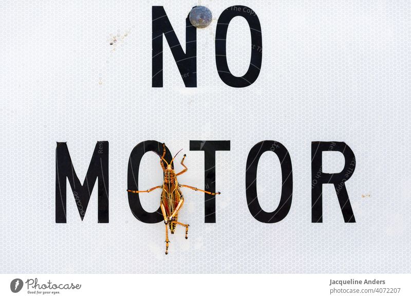 Grasshopper sits on a sign "no motor" grasshopper Insect Animal Locust Nature Close-up Colour photo Exterior shot Funny Snapshot Engines Deserted Green Orange