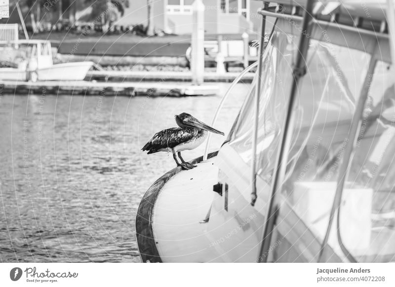 Pelican sitting on a boat in the water Water vacation Bird Ocean Nature Animal Exterior shot Beak Wild animal Deserted Animal portrait Day feathers pretty