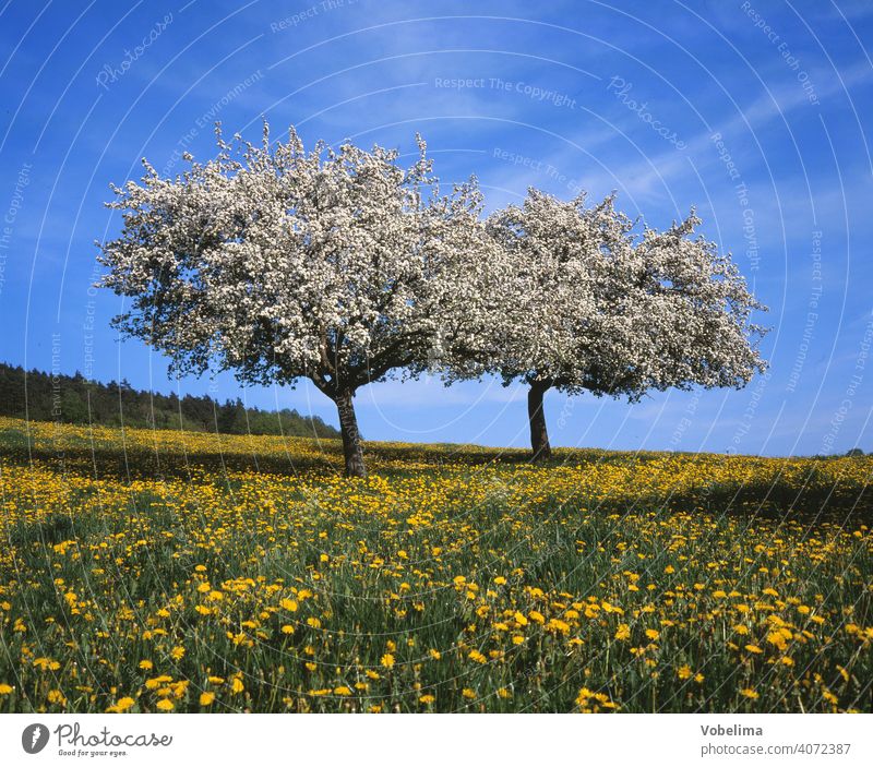 Blooming trees in a meadow with dandelions Landscape blossoms yellow flowers Flower meadow Easter Odenwald Forest Germany Spring Tree Country life Hesse